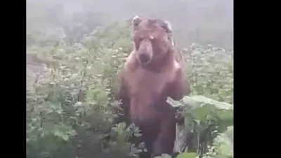 Медведь из за кустов картинка
