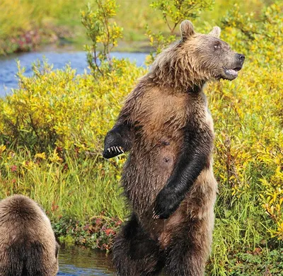 Что делать, если встретились в лесу с медведем - Инфографика ТАСС