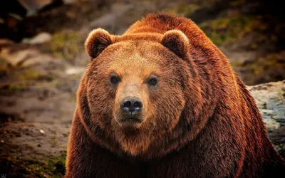 Аннигиляция и мем медведь из кустов | Пикабу