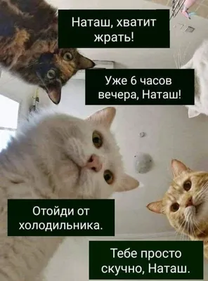 МемНаташа-MemNatasha - #memnatasha #кот #кошка #котик #котейка #жиза  #жизньскотом #жизненно #лайк #топ #норм #ок #мем | Facebook