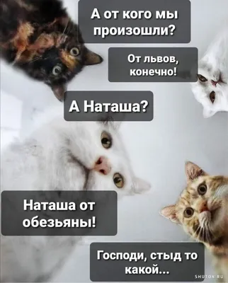 Картинки с надписями и мемы про Наташу с котами, 50 штук 63710 1.