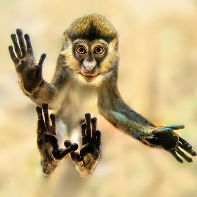 Год обезьяны. Векторное изображение ©Fafarumba 90409962