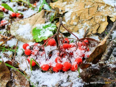 Красивые картинки с первым ноября, коллекция открыток