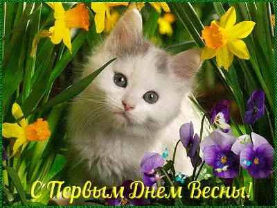 😻1 марта — не только первый день весны, но и День Кошек России | Нос,  хвост, лапы | Дзен