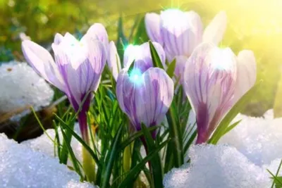 Открытки на 1 марта: анимированные и мерцающие картинки с началом весны —  Открытки