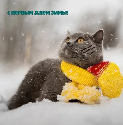 С первым днём зимы #приветзима #зима2021 #спервымднемзимы #декабрь #сп... |  TikTok