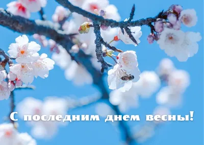 С последним днём Весны 31 мая (50 фото) — Красивые картинки