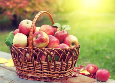 Яблочный Спас - традиции праздника, когда его отмечают, что можно  приготовить из яблок — Бобруйский новостной портал Bobrlife