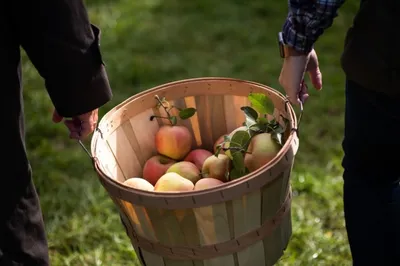 Яблочный спас: история, традиции и самые важные особенности торжества
