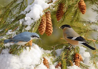 Картинки с птицами зимой фото