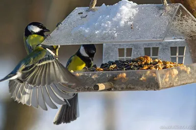 Эксперты рассказали, зачем подкармливать городских птиц зимой | 20.12.2022  | Новочебоксарск - БезФормата