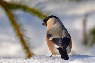 Покормите птиц зимой - Сайт национального парка \"Смоленское поозерье\"