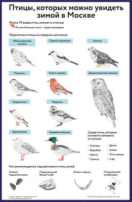 Наблюдения за птицами зимой (8 фото). Воспитателям детских садов, школьным  учителям и педагогам - Маам.ру