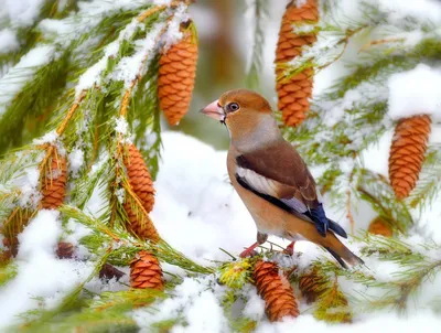 Птицы, которых можно увидеть зимой в Москве - Агентство городских новостей  «Москва» - информационное агентство