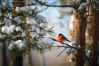 Птицы зимой в лесу (74 фото) - 74 фото