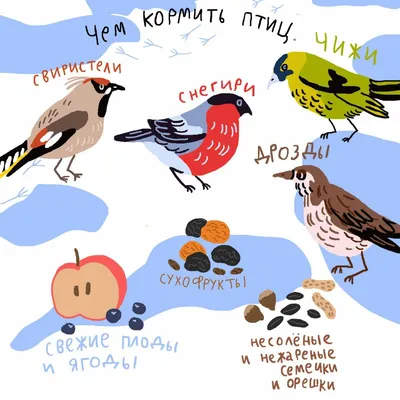 Покормите птиц зимой - Ошколе.РУ