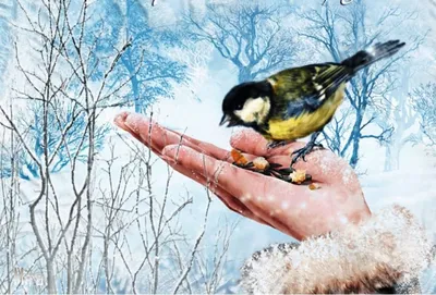 Акция «Покормите птиц зимой