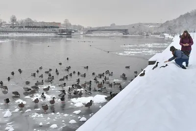 Кормушка Для Птиц Зимой Покрыта Снегом Домашнее Помощь Птицам Зимой —  стоковые фотографии и другие картинки Без людей - iStock