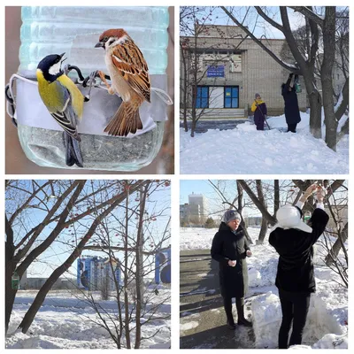 Как помочь птицам зимой - Благотворительный портал защиты и прав животных  EGIDA.BY