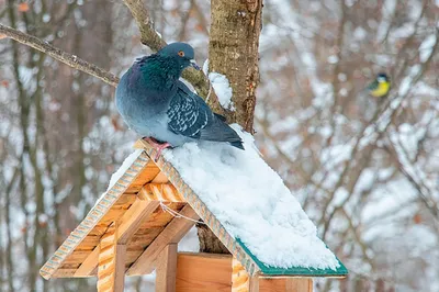Помощь птицам зимой картинки - 60 фото