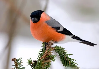 Картинки с птицами зимой фотографии