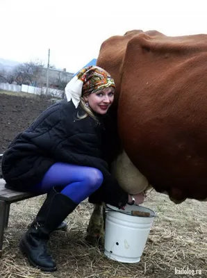 коровы – материалы по тегу