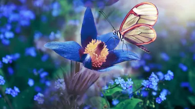 Картинки с цветами и бабочками фотографии
