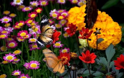 Цветы С Бабочками — стоковые фотографии и другие картинки Бабочка - Бабочка,  Цветок, Луг - iStock