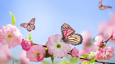 Поляна с цветами и бабочками - фото и картинки abrakadabra.fun