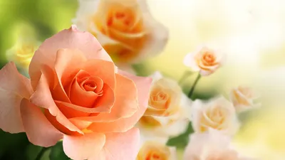 Картинки с цветами розы фотографии
