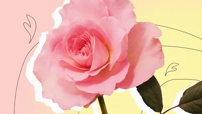 Букет из 101 Розовой Розы и Белое Сердце c доставкой в ☑ Астане