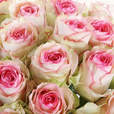 Купить розы (40 см) в Екатеринбурге, эквадорские и голландские розы