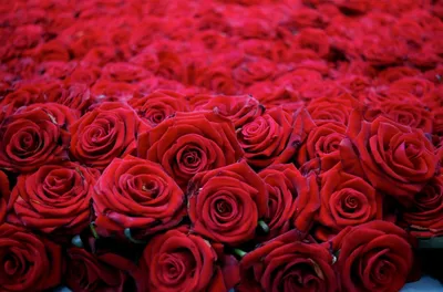 Люкс Букет - цветы Пятигорск. Большой букет высоких красных роз купить с  доставкой в Пятигорске