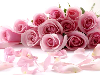 Роза цветок растение фотография иллюстрация свежие цветочные лепестки Фон И  картинка для бесплатной загрузки - Pngtree