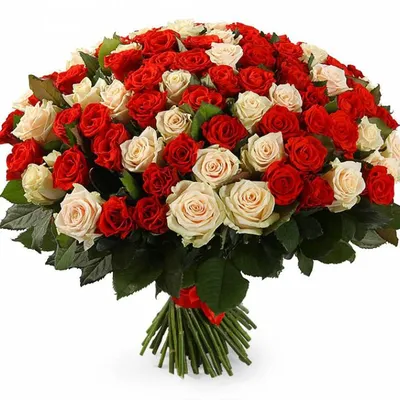 101 красная роза Апер Класс. Купить цветы.