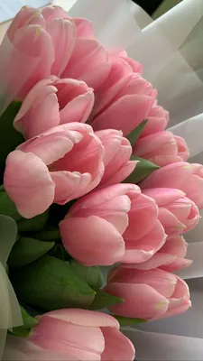 Красивые цветы тюльпаны - 71 фото