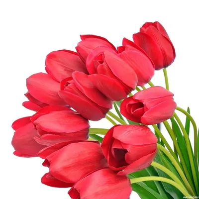 Купить Букет цветов тюльпаны оранжевые силиконовые 5 шт по выгодной цене в  интернет-магазине OZON.ru (803350382)