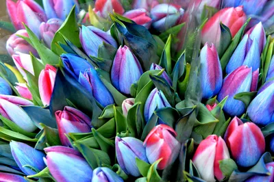 Заказать цветы тюльпаны в коробке FL-2842 купить - хорошая цена на цветы  тюльпаны в коробке с доставкой - FLORAN.com.ua