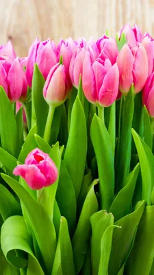 Купить Букет цветов \"Тюльпаны микс\" 401 шт из коллекции \"Букеты\" с  доставкой по Москве от цветочной мастерской FlowerLab