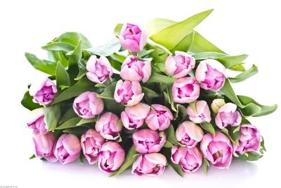 MayBlummy Искусственные цветы Тюльпаны для декора