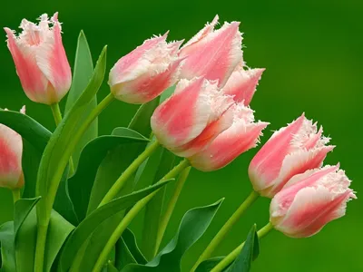 Тюльпаны в вазе для цветов на фоне серой кирпичной стены И картинка для  бесплатной загрузки - Pngtree