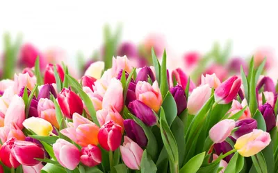 Цветы тюльпаны — фото и уход | Любимые цветы
