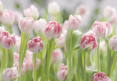 Цветы тюльпаны онромный букет, на …» — создано в Шедевруме