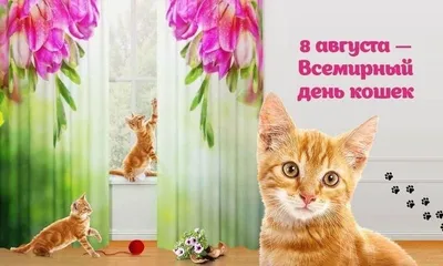 Animals - Поздравляем с Всемирным днем кошек!😸🎉 Пусть пушистые питомцы  всегда будут нам ласковыми друзьями, отрадой и успокоением🥰 Милые усатые  комочки несут в дом радость, счастье, приятные хлопоты😽 Пусть они всегда  будут