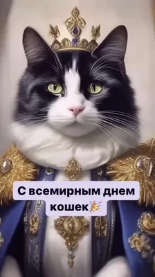 Кошкин день. | ВКонтакте