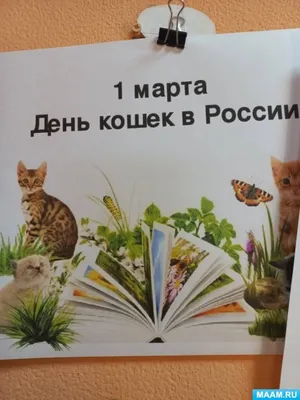 Со Всемирным днем кошек! — Новости — Интернет-зоомагазин Мурзик