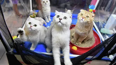 Кот Джаз - Друзья, поздравляю всех нас со Всемирным днём кошек (и котов 😉  ) (World Cat Day)! #catjazz | Facebook