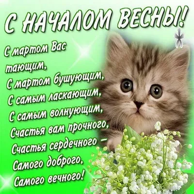 Поздравьте своего замурчательного друга: 1 марта — Всемирный день кошек -  01.03.2023 | Rnews.ru