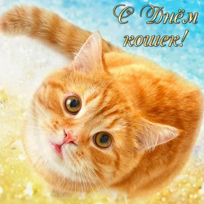 Поздравляем со Всемирным днем кошек! | Открытки с Днем рождения, пожелания  | ВКонтакте