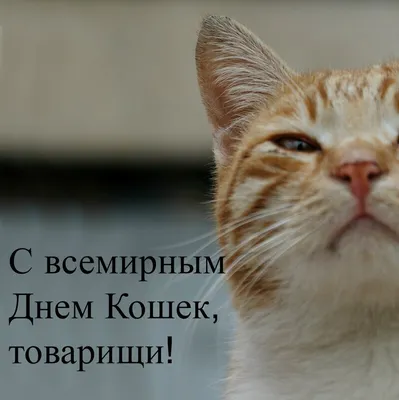 День кошек 2020 – история праздника, лучшие видео с кошками, картинки —  УНИАН